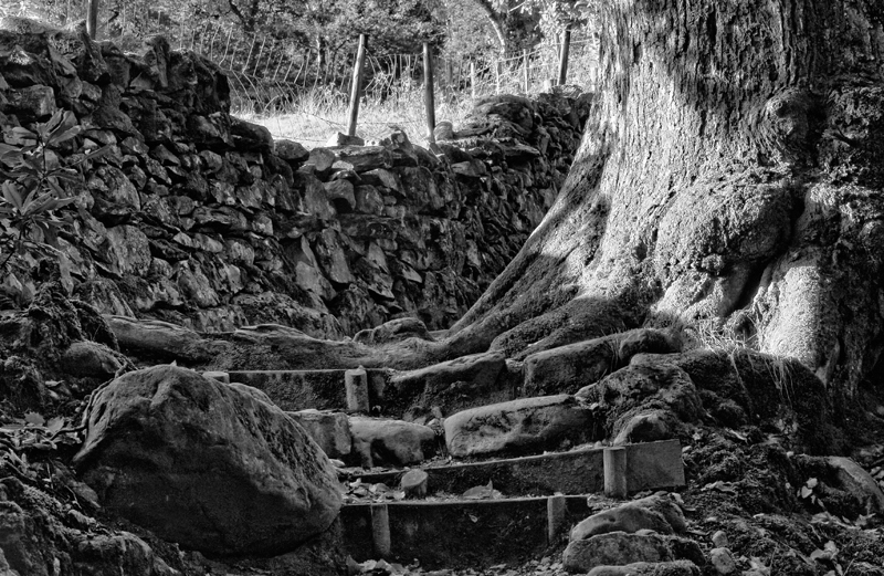 Lakeland  Path.jpg